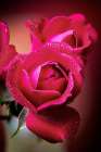 Colorado-Fort Collins Roses close-up Art Print